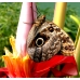 Owl Butterfly Caligo species 15 eggs